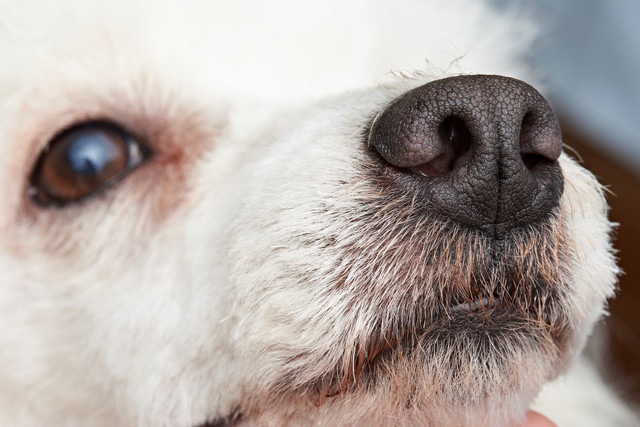 犬の鼻