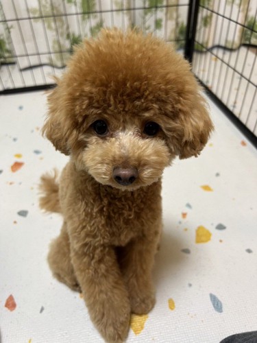 のえる(♂) ちゃん｜トイ・プードル