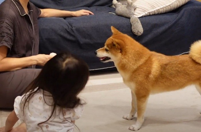 戸惑った表情で立つ犬