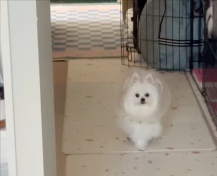 かわいーぬ
