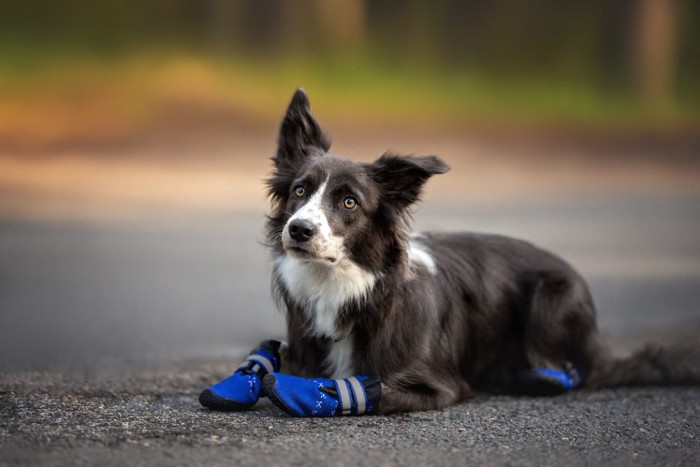 靴を履く犬