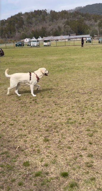 横向きの犬