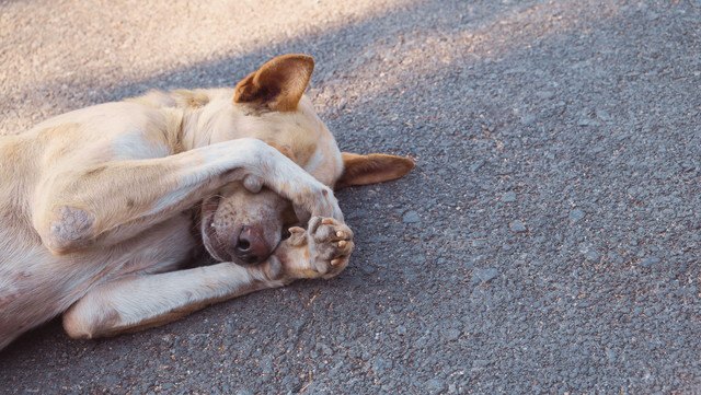 顔を隠す犬 