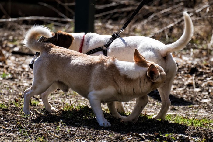 お尻のニオイを嗅ぎ合う犬