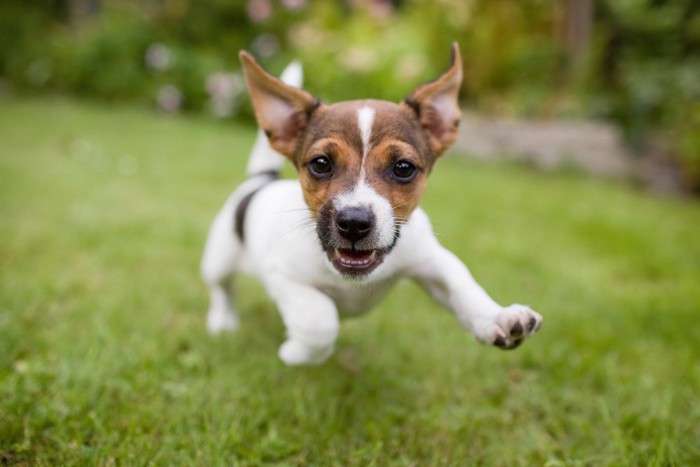 芝生で飛び跳ねる子犬