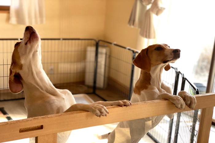 サークルの中で吠える犬