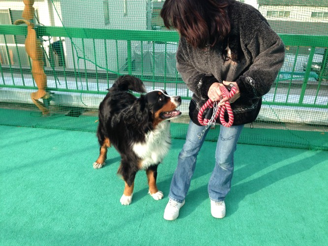 飼い主さんと柴犬2匹