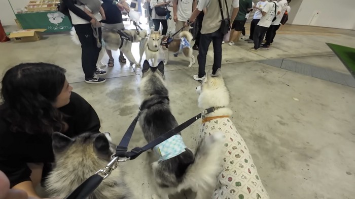 ハスキー犬たちの集い