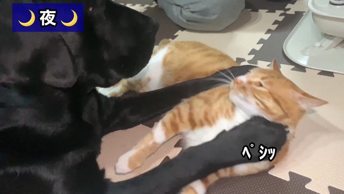 また喧嘩を仕掛けるムニくん