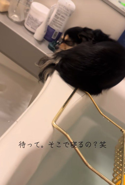 まるで猫のよう！