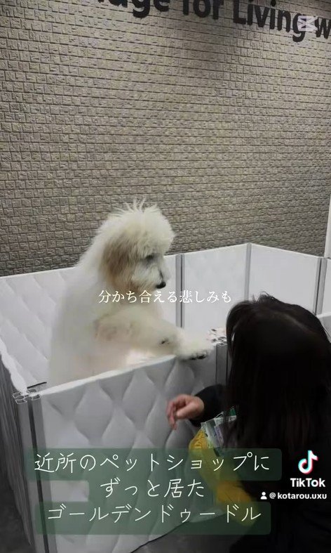 アグちゃんをお迎えするまで2