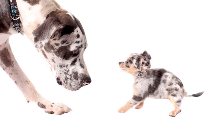 グレートデンと子犬