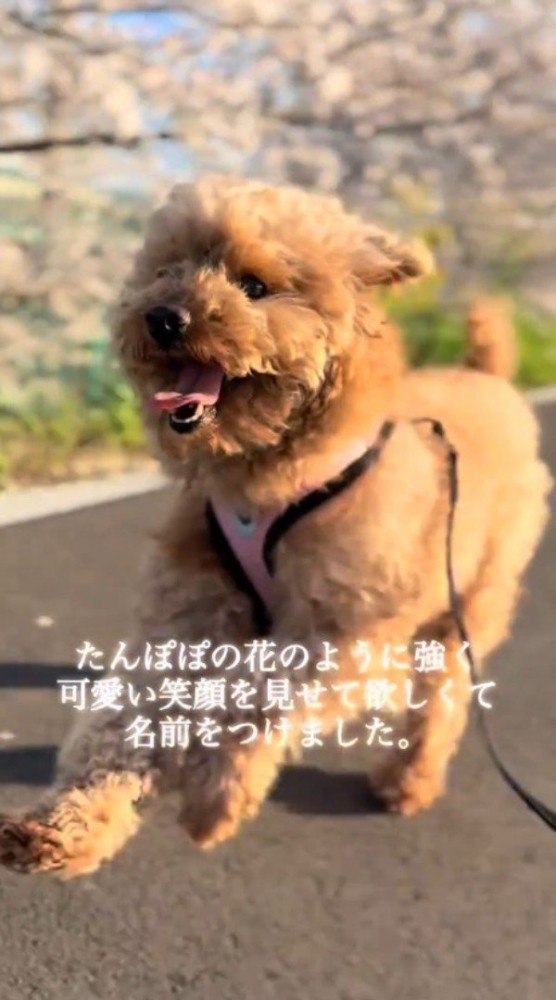 楽しそうに走りながら散歩をする犬