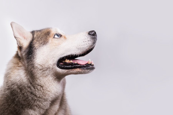 上を見ているハスキー犬の横顔