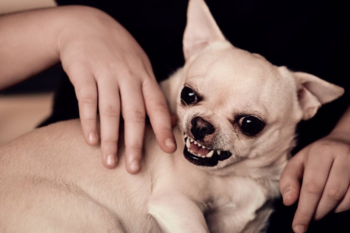 撫でられて人間に怒る犬