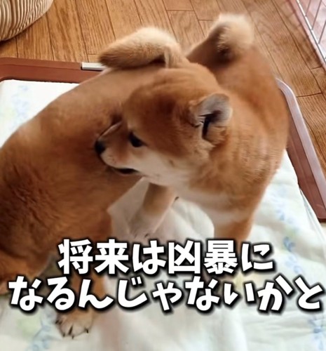 2匹の犬