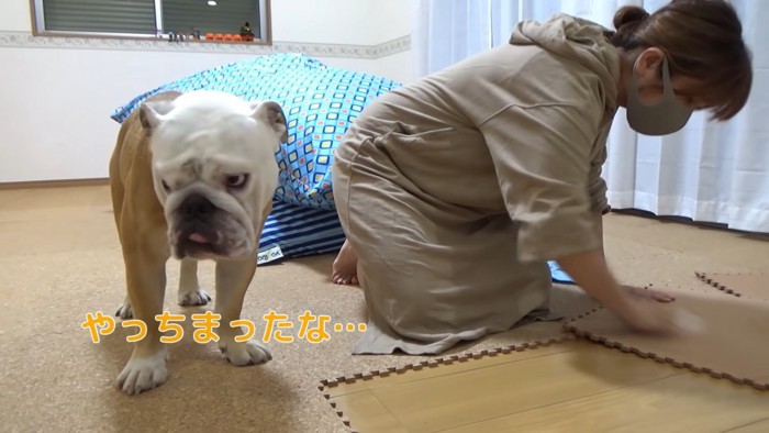 掃除する女性と犬