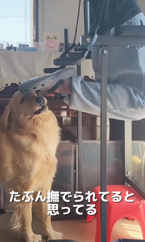 筋トレ中の飼い主さんとおさる君2