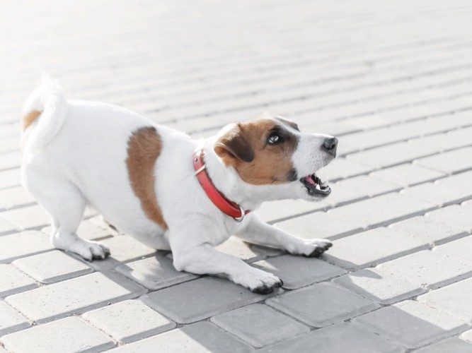 誰かに向かって吠えている犬