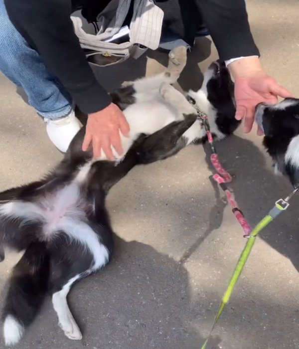 なでられる犬1