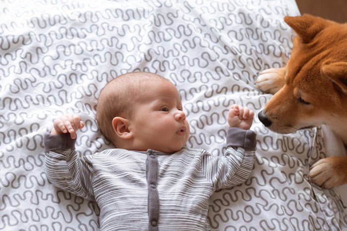 赤ちゃんを見つめる柴犬