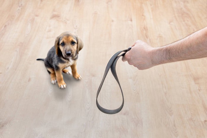 リードのような紐を持つ手と犬