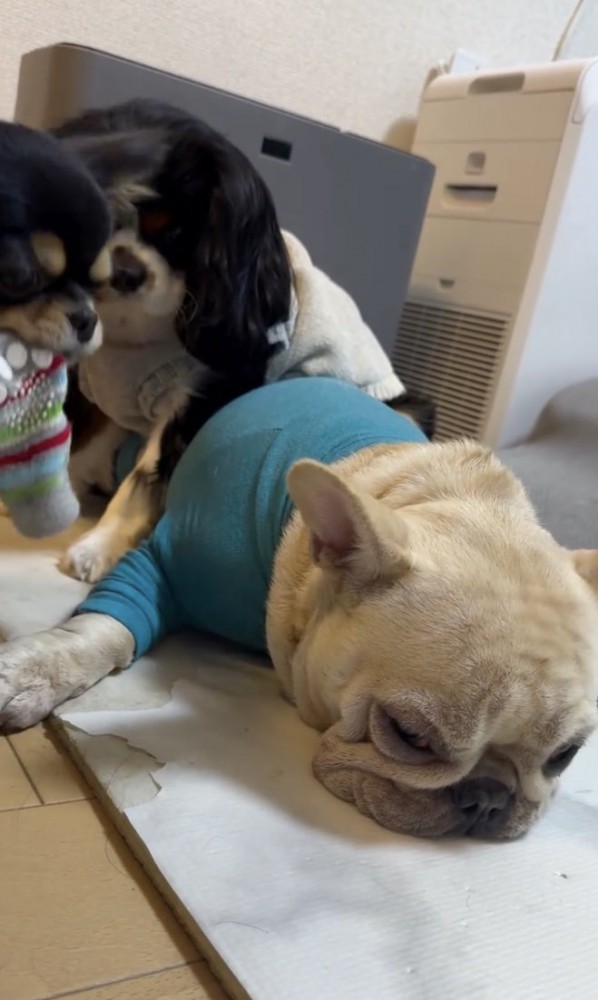 みるくちゃん、ずっと無抵抗