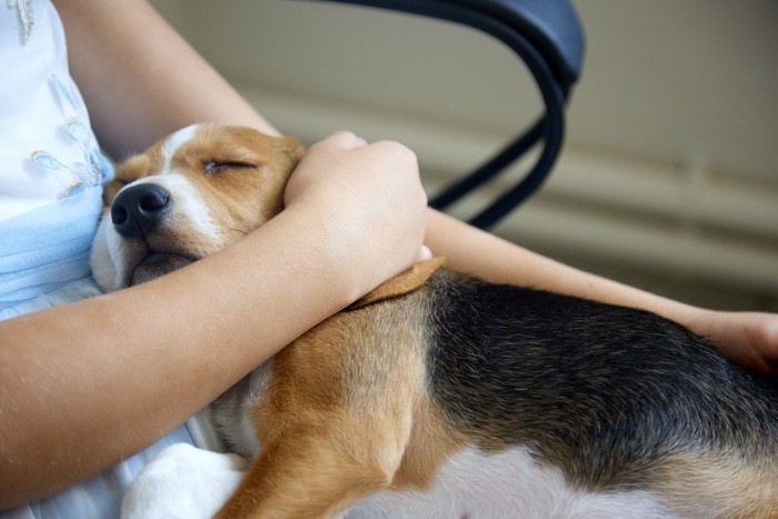 人の体の上で寝る犬