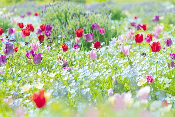 チューリップの咲いている花畑