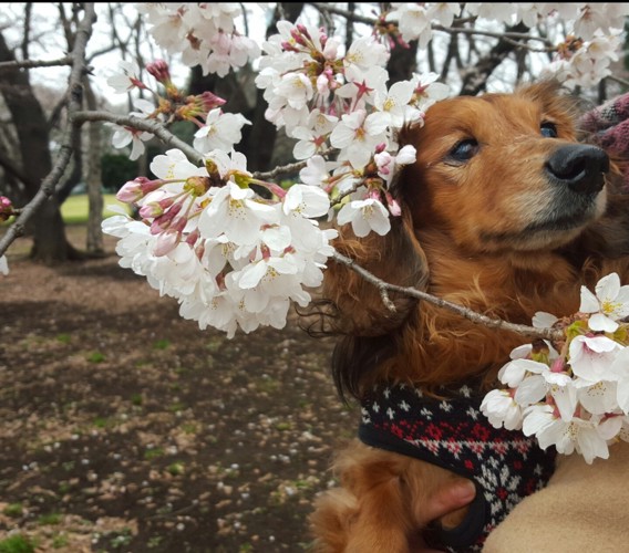 お花見