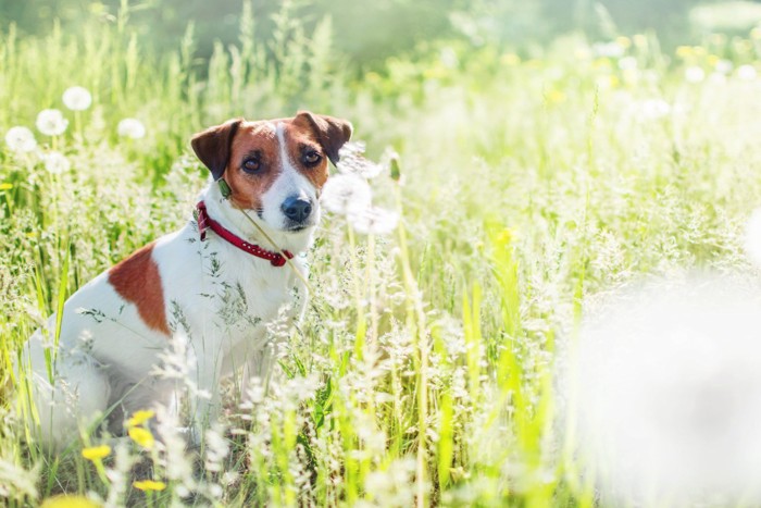 草むらの中に座る犬