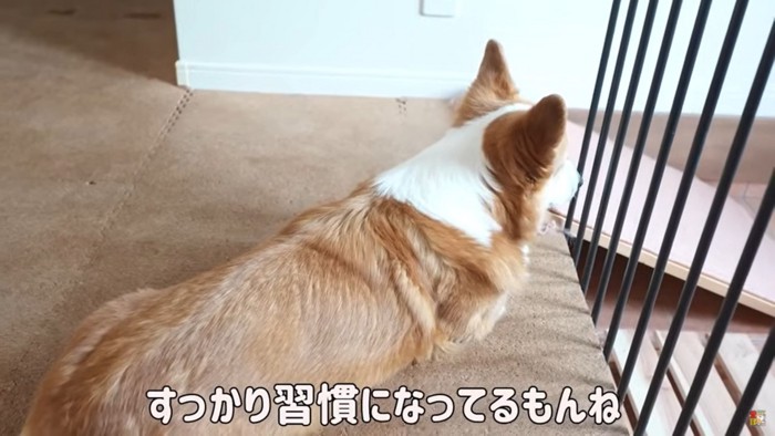 伏せる犬のアップ