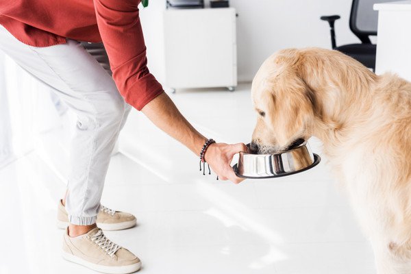 雑穀米を食べる犬