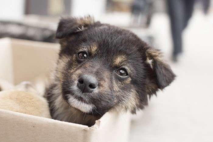 ダンボールに入っている犬