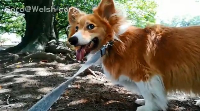 地面を嗅ぐ犬