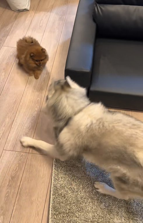 小型犬と遊ぶ大型犬
