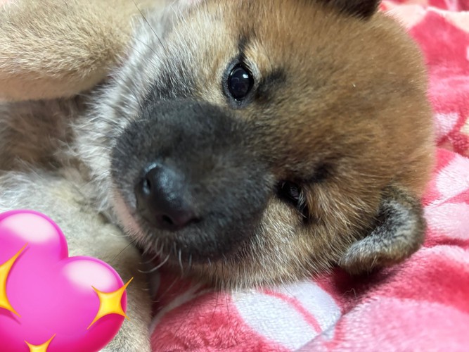 お迎え当時