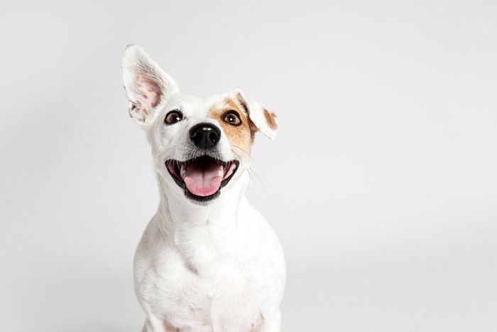 いたずら顔した犬