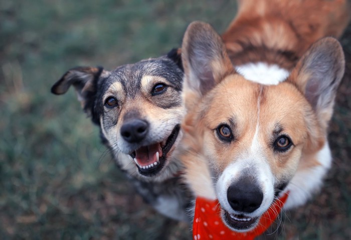 笑顔で見上げる犬2頭