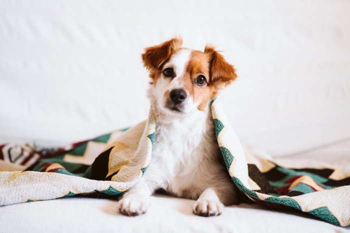 見つめる犬