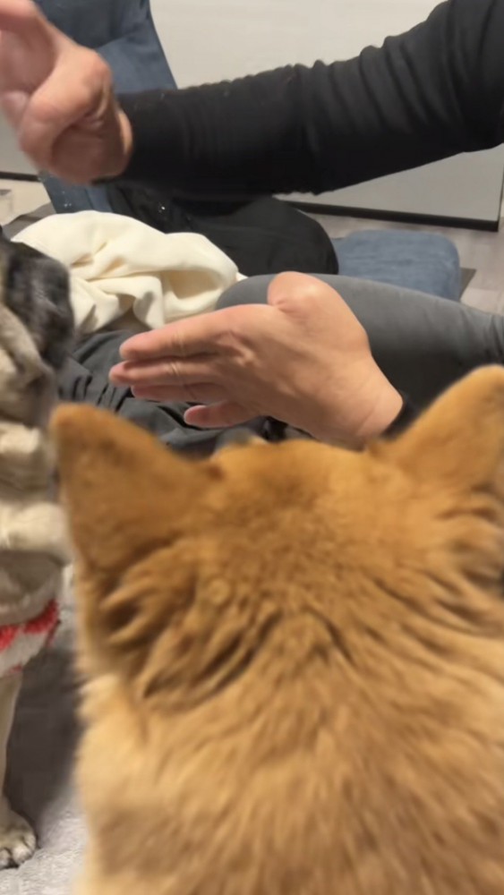 親指がとれたふりをするパパ