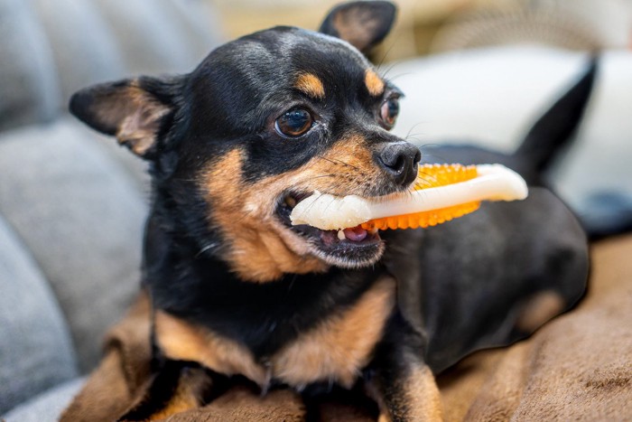 奪い合う2頭の犬