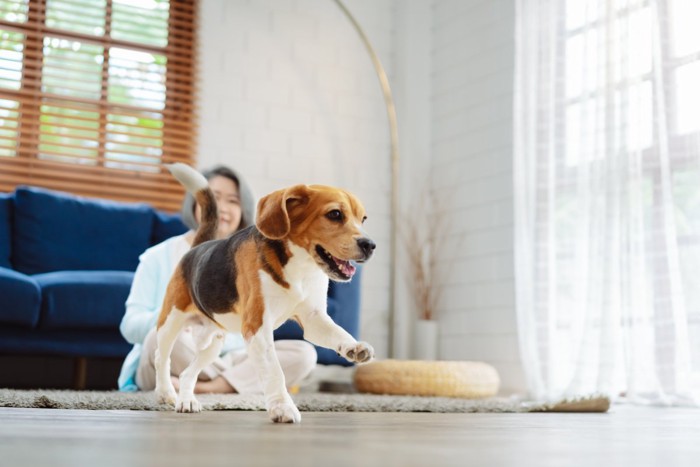 部屋で遊ぶ犬と飼い主