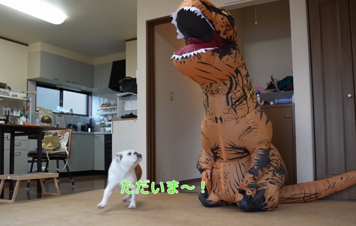 部屋に入るブルドッグ