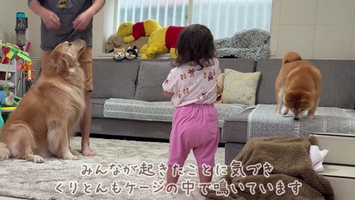我が家に子猫がやってきた