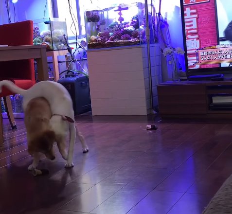 脚カバーを取り合う姉妹犬