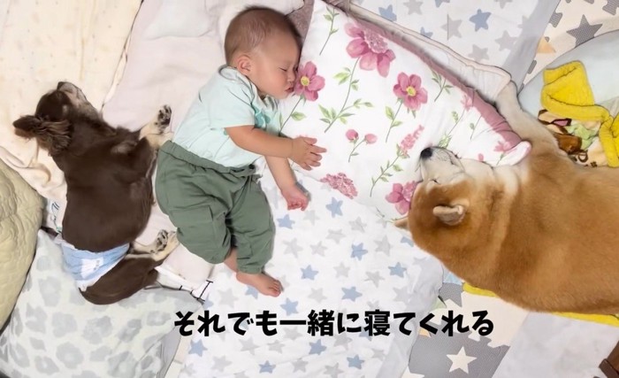 赤ちゃんと柴雄くんと茶太郎くん⑩