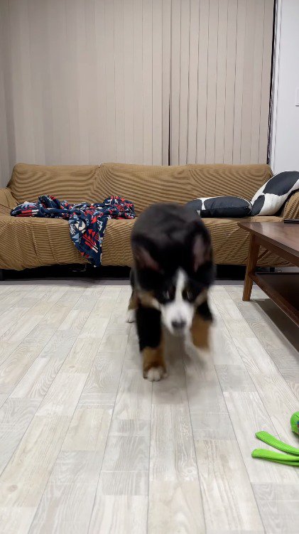 地面に着地する子犬