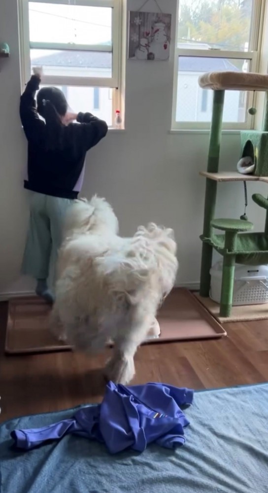 窓辺にいる女の子に走り寄る犬