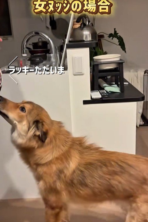 ラッキーくんの態度の違い6